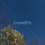 목련, 봄, 달, 나무, 우주, 사진,이미지,일러스트,캘리그라피 - Goon Gong작가 크라우드픽 - 저작권 걱정 없는 상업용 이미지