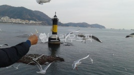 부산, 송도, 갈매기, 바다, 새, 사진,이미지,일러스트,캘리그라피 - leek279작가 크라우드픽 - 저작권 걱정 없는 상업용 이미지