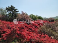 꽃동산, 꽃밭, 완산칠봉, 전주, 꽃놀이, 사진,이미지,일러스트,캘리그라피 - lovecokeplz작가 크라우드픽 - 저작권 걱정 없는 상업용 이미지