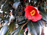 동백꽃, 동백, 동백나무, 꽃, 식물, 사진,이미지,일러스트,캘리그라피 - 신정작가 크라우드픽 - 저작권 걱정 없는 상업용 이미지