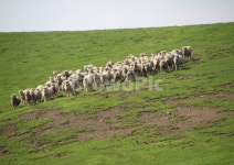 양, 목장, 초원, 풀, 언덕, 사진,이미지,일러스트,캘리그라피 - inwall작가 크라우드픽 - 저작권 걱정 없는 상업용 이미지