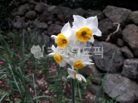 수선화, 금잔옥대, 흰꽃, 꽃, flower, 사진,이미지,일러스트,캘리그라피 - 제주한량작가 크라우드픽 - 저작권 걱정 없는 상업용 이미지