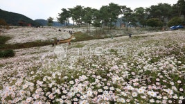 flower, blossom, 꽃, plant, 식물, 사진,이미지,일러스트,캘리그라피 - 영산공작가 크라우드픽 - 저작권 걱정 없는 상업용 이미지
