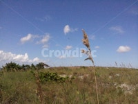 갈대, 바람, 외로운, 금빛갈대, 바다, 사진,이미지,일러스트,캘리그라피 - 유어가든작가 크라우드픽 - 저작권 걱정 없는 상업용 이미지