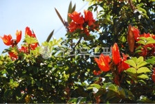 꽃, 여름, 붉은, 잎, flower, 사진,이미지,일러스트,캘리그라피 - raji83작가 크라우드픽 - 저작권 걱정 없는 상업용 이미지