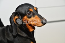 닥스훈트, 강아지, 멍멍이, 애완견, 동물, 사진,이미지,일러스트,캘리그라피 - photoyoon작가 크라우드픽 - 저작권 걱정 없는 상업용 이미지