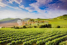 자연, 농장, 농촌, nature, 고냉지, 사진,이미지,일러스트,캘리그라피 - momoy작가 크라우드픽 - 저작권 걱정 없는 상업용 이미지