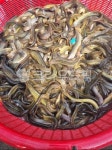 미꾸라지, 미꾸리, 민물고기, fish, 추어탕재료, 사진,이미지,일러스트,캘리그라피 - 작가 DREAM작가 크라우드픽 - 저작권 걱정 없는 상업용... 