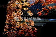 가을, 단풍, maple, autumn, 단풍잎, 사진,이미지,일러스트,캘리그라피 - 고운경작가 크라우드픽 - 저작권 걱정 없는 상업용 이미지