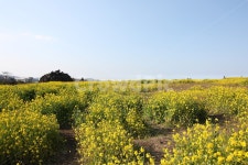 자연, 들, nature, field, 유채꽃, 사진,이미지,일러스트,캘리그라피 - 트리안작가 크라우드픽 - 저작권 걱정 없는 상업용 이미지