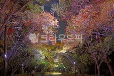 단풍, 단풍나무, 단풍나무숲길, 단풍길, 계절, 사진,이미지,일러스트,캘리그라피 - Deep bLUE작가 크라우드픽 - 저작권 걱정 없는 상업용 이미지