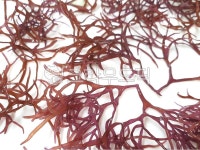 seaweed, food, 해초, 음식, 세모가시리, 사진,이미지,일러스트,캘리그라피 - 양파스토리작가 크라우드픽 - 저작권 걱정 없는 상업용 이미지