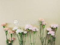 꽃, 봄, 봄꽃, 카네이션, 감사, 사진,이미지,일러스트,캘리그라피 - 유자디자인작가 크라우드픽 - 저작권 걱정 없는 상업용 이미지