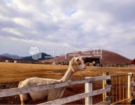 알파카, 동물, 목장, 제주도목장, 알파카목장, 사진,이미지,일러스트,캘리그라피 - LeeMaestro작가 크라우드픽 - 저작권 걱정 없는 상업용 이미지