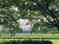 초록나무, 푸릇푸릇, 여름, 오후, 봄, 사진,이미지,일러스트,캘리그라피 - Nkyg12211작가 크라우드픽 - 저작권 걱정 없는 상업용 이미지