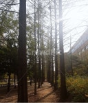 공원, 메타세콰이어길, 호산공원, 산책로, 공원산책로, 사진,이미지,일러스트,캘리그라피 - 일상포토작가 크라우드픽 - 저작권 걱정 없는 상업용... 