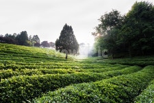 녹차밭, 한국, 녹차, 대한다원, 초록, 사진,이미지,일러스트,캘리그라피 - 미네랄2작가 크라우드픽 - 저작권 걱정 없는 상업용 이미지