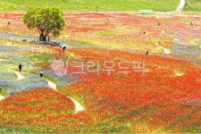 풍경, 악양뚝방봄꽃단지, 꽃양귀비, 버드나무, 봄꽃, 사진,이미지,일러스트,캘리그라피 - 깜찍이 사진일기작가 크라우드픽 - 저작권 걱정 없는... 