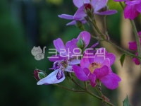 공원, 원신근린공원, 장미, 꽃, flower, 사진,이미지,일러스트,캘리그라피 - 엔엔디작가 크라우드픽 - 저작권 걱정 없는 상업용 이미지