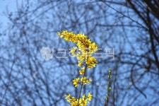 개나리, 봄, 나무가지, 대비, 활짝핌, 사진,이미지,일러스트,캘리그라피 - flaneur작가 크라우드픽 - 저작권 걱정 없는 상업용 이미지