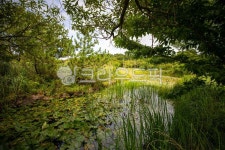 한라생태숲, 나무, 호수, 하늘, 구름, 사진,이미지,일러스트,캘리그라피 - ju999작가 크라우드픽 - 저작권 걱정 없는 상업용 이미지