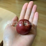 귀여운, 미니사과, 빨간사과, 작은사과, 반짝반짝, 사진,이미지,일러스트,캘리그라피 - 샤인머스캣작가 크라우드픽 - 저작권 걱정 없는 상업용 이미지