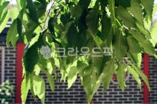 좋은날에우디필름팩토리 | 풀, 필름, 숲, 맑은날, 나무, 사진,이미지,일러스트,캘리그라피 - koi3320작가 크라우드픽 - 저작권 걱정 없는 상업용 이미지