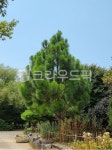 전나무, 소나무, 나무, 식물원, tree, 사진,이미지,일러스트,캘리그라피 - 도남이작가 크라우드픽 - 저작권 걱정 없는 상업용 이미지