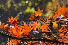 가을, 단풍, 단풍잎, autumn, 붉은색, 사진,이미지,일러스트,캘리그라피 - 춤추는고양이작가 크라우드픽 - 저작권 걱정 없는 상업용 이미지