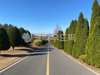 도로, road, 나무, 자연, 한적한길, 사진,이미지,일러스트,캘리그라피 - louistar작가 크라우드픽 - 저작권 걱정 없는 상업용 이미지