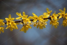 개나리, 꽃, 식물, 봄, koreanforsythia, 사진,이미지,일러스트,캘리그라피 - 산사람작가 크라우드픽 - 저작권 걱정 없는 상업용 이미지