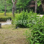 까치, 나무들, 새, 나무잎들, 공원산책, 사진,이미지,일러스트,캘리그라피 - 쑥꿍작가 크라우드픽 - 저작권 걱정 없는 상업용 이미지