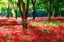 꽃무릇, 상사화, 빨강, 레드, 초록, 사진,이미지,일러스트,캘리그라피 - 대송작가 크라우드픽 - 저작권 걱정 없는 상업용 이미지