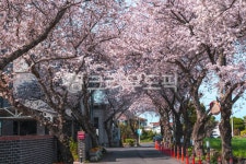 flower, cherryblossom, 벚꽃, 벚꽃길, 왕벚꽃, 사진,이미지,일러스트,캘리그라피 - 포토그래퍼 guri작가 크라우드픽 - 저작권 걱정 없는... 