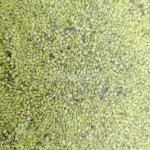 식물, 논, 논바닥, 수중식물, 부레옥잠, 사진,이미지,일러스트,캘리그라피 - Njangmi9400작가 크라우드픽 - 저작권 걱정 없는 상업용 이미지