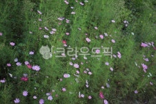 식물, 꽃, 코스모스, 들, 자연, 사진,이미지,일러스트,캘리그라피 - Nphseo59작가 크라우드픽 - 저작권 걱정 없는 상업용 이미지