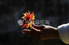 낙엽, 손, 빛, 단풍, 손가락, 사진,이미지,일러스트,캘리그라피 - 고운경작가 크라우드픽 - 저작권 걱정 없는 상업용 이미지