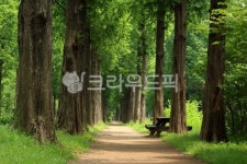 tree, 나무, plant, 식물, treetrunk, 사진,이미지,일러스트,캘리그라피 - benjamin작가 크라우드픽 - 저작권 걱정 없는 상업용 이미지