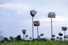 억새풀, 새장, 하늘공원, 서울, 자연, 사진,이미지,일러스트,캘리그라피 - shinja작가 크라우드픽 - 저작권 걱정 없는 상업용 이미지