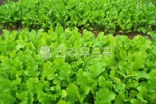 열무, 채소, 농업, 김장거리, 주말농장, 사진,이미지,일러스트,캘리그라피 - space작가 크라우드픽 - 저작권 걱정 없는 상업용 이미지