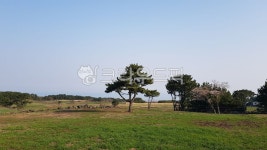 소나무, 목초지, 목장, 농장, 하늘, 사진,이미지,일러스트,캘리그라피 - 걷보담작가 크라우드픽 - 저작권 걱정 없는 상업용 이미지