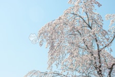 봄, 벚꽃, 하늘, sky, 파스텔톤, 사진,이미지,일러스트,캘리그라피 - 꼬리별Story작가 크라우드픽 - 저작권 걱정 없는 상업용 이미지