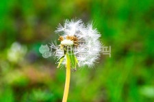 자연, 꽃, 민들레, 민들레꽃, 하얀색, 사진,이미지,일러스트,캘리그라피 - navisky작가 크라우드픽 - 저작권 걱정 없는 상업용 이미지