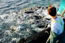 방어, 대방어, 활어, 생선, 수산물, 사진,이미지,일러스트,캘리그라피 - bitgrida작가 크라우드픽 - 저작권 걱정 없는 상업용 이미지