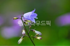 넒은잎잔대, 꽃, 야생화, 산야초, 희귀식물, 사진,이미지,일러스트,캘리그라피 - space작가 크라우드픽 - 저작권 걱정 없는 상업용 이미지