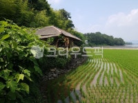 시골집, 촌집, 논, 모내기, field, 사진,이미지,일러스트,캘리그라피 - 집토끼작가 크라우드픽 - 저작권 걱정 없는 상업용 이미지