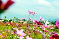 코스모스, cosmos, flower, 식물, plant, 사진,이미지,일러스트,캘리그라피 - janeja08작가 크라우드픽 - 저작권 걱정 없는 상업용 이미지