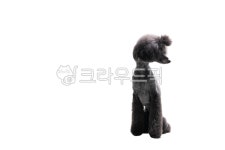 반려견, 대형견, 푸들, 자이언트푸들, 개, 사진,이미지,일러스트,캘리그라피 - 메라키스튜디오작가 크라우드픽 - 저작권 걱정 없는 상업용 이미지