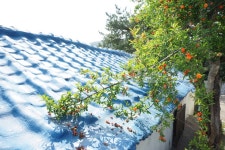 능소화, 지붕, 나무, 닥밭골벽화마을, 꽃, 사진,이미지,일러스트,캘리그라피 - 심나작가 크라우드픽 - 저작권 걱정 없는 상업용 이미지