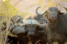 버팔로, 야생동물, wildlife, animal, 크루거파크, 사진,이미지,일러스트,캘리그라피 - 대동면향교리작가 크라우드픽 - 저작권 걱정 없는... 